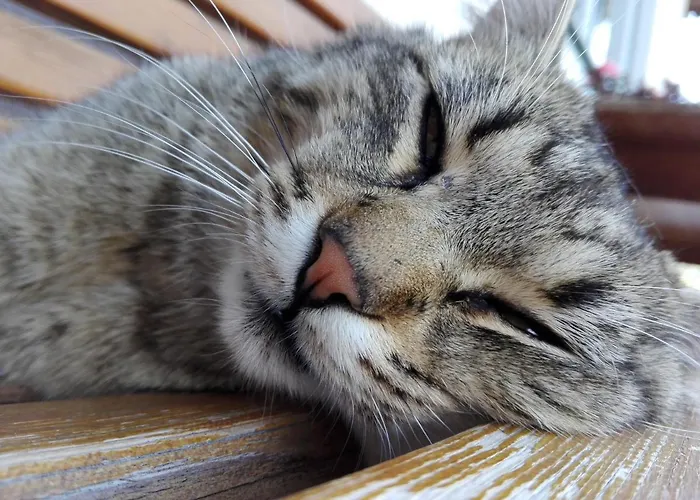 Haslehnerhof 팜스테이