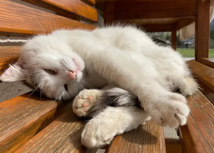 Haslehnerhof 람자우 암 다흐스타인